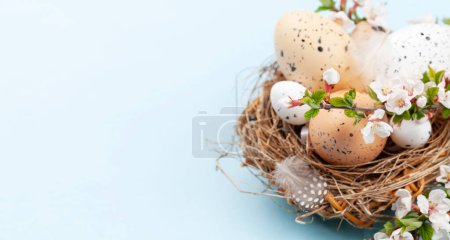 Téléchargez les photos : Œufs de Pâques au nid et fleurs de cerisier. Oeufs de poulet et de caille. Carte de voeux printanière avec espace de copie - en image libre de droit