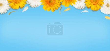 Photo for Yellow and white gerbera flowers over blue background. Spring card template. Top view flat lay with copy space - Royalty Free Image