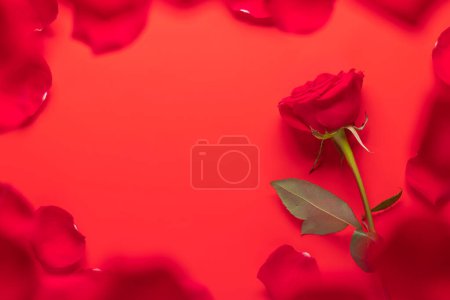 Foto de Tarjeta de felicitación de San Valentín con flor de rosa y pétalos en rojo. Con espacio para tus saludos de amor. Puesta plana - Imagen libre de derechos