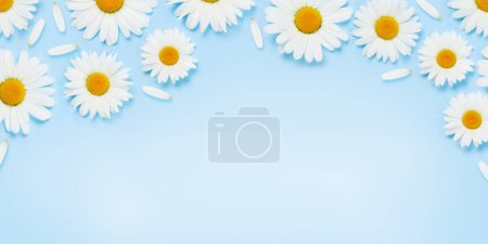 Téléchargez les photos : Texture de fleur de camomille. Daisy toile de fond sur fond bleu avec espace de copie - en image libre de droit
