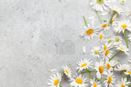 Photo for Chamomile garden flowers on stone background. Top view flat lay with copy space - Royalty Free Image