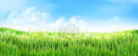 Photo for Green grass field summer landscape background. Blurred bokeh wide backdrop - Royalty Free Image