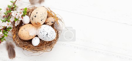 Foto de Huevos de Pascua en nido y flor de cerezo. Pollo y huevos de codorniz. Tarjeta de felicitación de primavera con espacio para copiar. Vista superior plano laico - Imagen libre de derechos