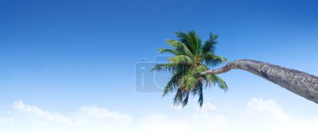 Foto de Seychelles hermosa palmera tropical - Imagen libre de derechos