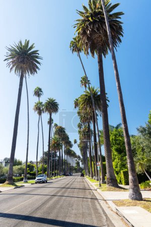 Téléchargez les photos : Rue Beverly Hills avec de grands palmiers. Los Angeles, Californie - en image libre de droit