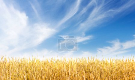 Foto de Trigo amarillo o campo de centeno y cielo azul con nubes. Paisaje de verano amplio fondo - Imagen libre de derechos