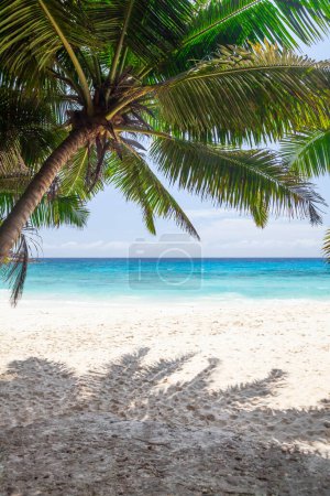 Playa tropical con palmeras y mar turquesa
