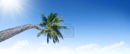 Photo for Seychelles beautiful tropical palm tree - Royalty Free Image