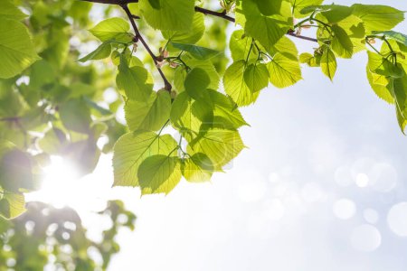 Foto de Rama de árboles con hojas delante del cielo azul soleado. Fondo de verano con espacio de copia - Imagen libre de derechos