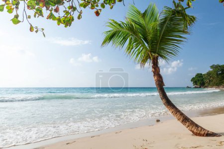 Photo for Tropical beach with palm tree and turquoise sea - Royalty Free Image