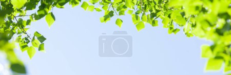 Téléchargez les photos : Branche d'arbre avec des feuilles devant le ciel bleu ensoleillé. Fond d'été avec espace de copie - en image libre de droit