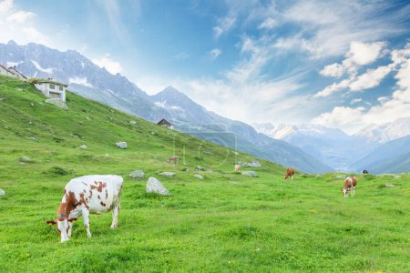Photo for Cows in pasture on alpine meadow in Switzerland mountains on background - Royalty Free Image