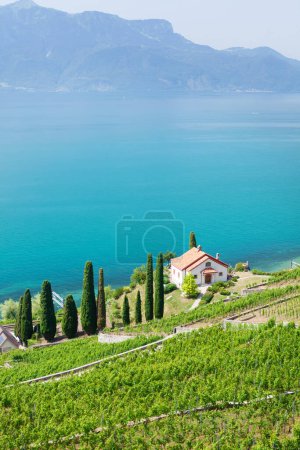 Téléchargez les photos : Beau paysage ensoleillé avec vignobles près du lac Léman et des Alpes suisses - en image libre de droit