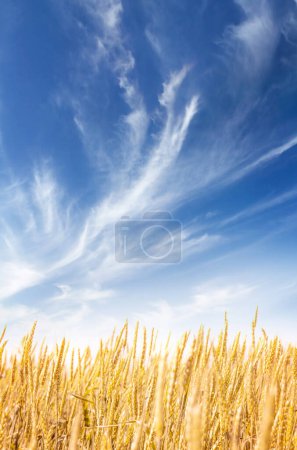 Téléchargez les photos : Blé jaune ou champ de seigle et ciel bleu avec nuages. Paysage d'été fond vertical - en image libre de droit