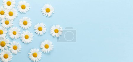 Chamomile garden flowers on blue background. Top view flat lay with copy space