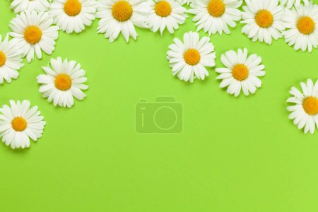 Foto de Flores de manzanilla sobre fondo verde. Vista superior plano con espacio de copia - Imagen libre de derechos