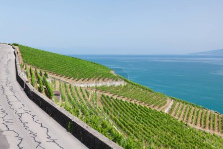 Photo for Beautiful sunny landscape with vineyards and road near Geneva Lake in Switzerland - Royalty Free Image