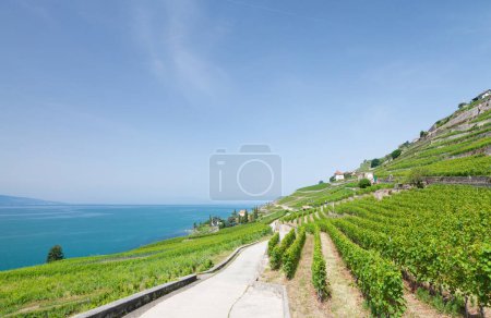 Téléchargez les photos : Beau paysage ensoleillé avec vignobles et route près du lac Léman en Suisse - en image libre de droit