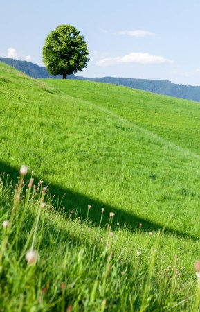 Foto de Hermosas colinas, prados florecientes y árboles solitarios en los Alpes suizos - Imagen libre de derechos