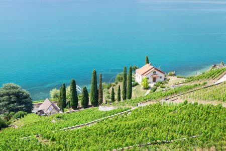 Foto de Hermoso paisaje soleado con viñedos cerca del lago Geneva en Suiza - Imagen libre de derechos
