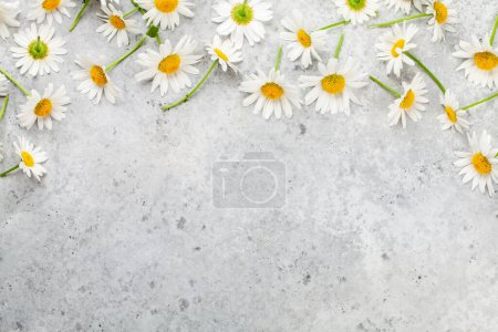 Téléchargez les photos : Fleurs de jardin de camomille sur fond de pierre. Vue du dessus plat avec espace de copie - en image libre de droit