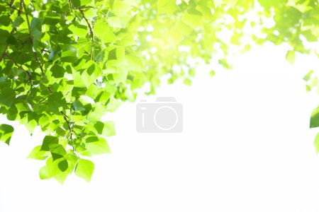 Foto de Rama arbórea con hojas sobre fondo blanco con luz solar. Fondo de verano con espacio de copia - Imagen libre de derechos