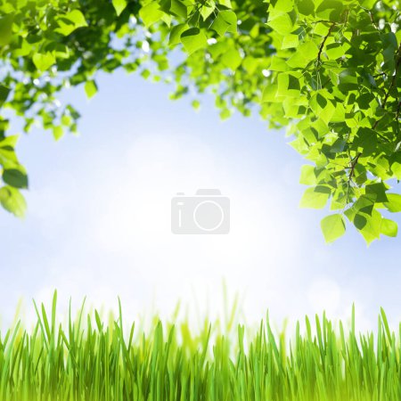 Téléchargez les photos : Branche d'arbre avec feuilles et herbe verte devant un ciel bleu ensoleillé. Fond d'été avec espace de copie - en image libre de droit