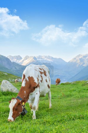 Foto de Vacas en pastos en prados alpinos en Suiza montañas en el fondo - Imagen libre de derechos
