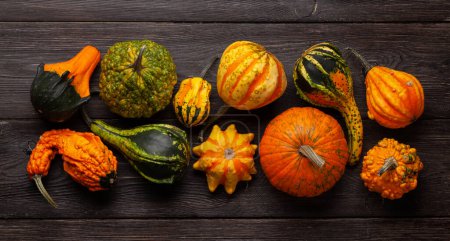Foto de Varias calabazas y calabazas de colores. Cosecha de verduras de otoño. Vista superior plano laico - Imagen libre de derechos