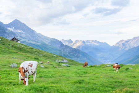 Téléchargez les photos : Vaches en pâturage sur prairie alpine en Suisse montagnes sur fond - en image libre de droit