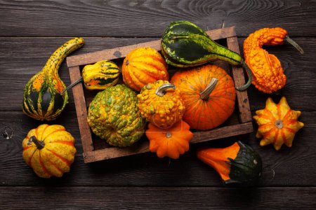 Foto de Varias calabazas y calabazas de colores. Cosecha de verduras de otoño. Vista superior plano laico - Imagen libre de derechos