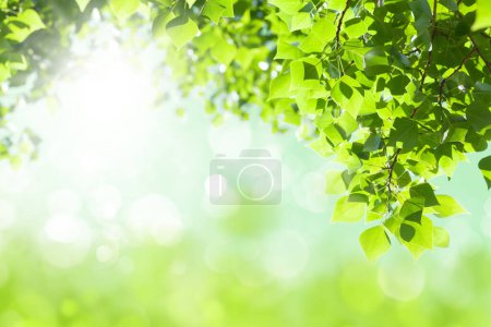 Téléchargez les photos : Branche d'arbre avec feuilles et bokeh flou ensoleillé. Fond d'été avec espace de copie - en image libre de droit