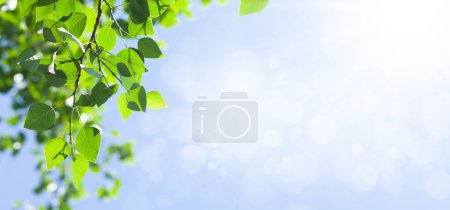 Téléchargez les photos : Branche d'arbre avec des feuilles devant le ciel bleu ensoleillé. Été fond large avec espace de copie - en image libre de droit