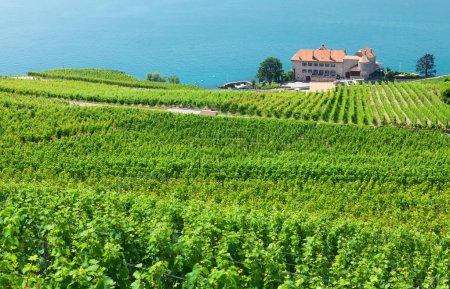 Foto de Hermoso paisaje soleado con viñedos cerca del lago Geneva en Suiza - Imagen libre de derechos