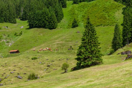 Téléchargez les photos : Vaches en pâturage sur prairie alpine en Suisse montagnes sur fond - en image libre de droit