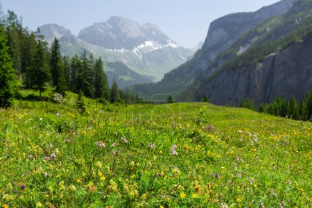 Foto de Vista panorámica de los verdes prados alpinos florecientes y las montañas de los Alpes en Suiza - Imagen libre de derechos