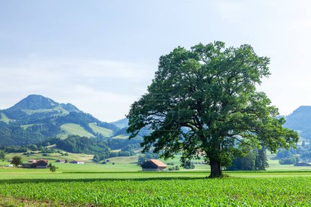 Foto de Vista panorámica de árboles, campos, verdes prados alpinos y las montañas de los Alpes en Suiza - Imagen libre de derechos