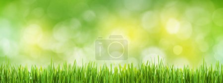 Photo for Green grass field summer landscape background. Blurred bokeh wide backdrop - Royalty Free Image