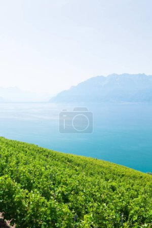 Téléchargez les photos : Beau paysage ensoleillé avec vignobles près du lac Léman en Suisse - en image libre de droit