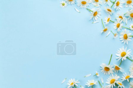 Foto de Flores de manzanilla sobre fondo azul. Vista superior plano con espacio de copia - Imagen libre de derechos
