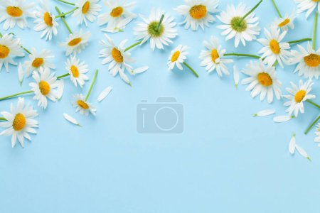 Foto de Flores de manzanilla sobre fondo azul. Vista superior plano con espacio de copia - Imagen libre de derechos