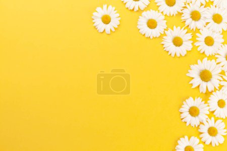 Foto de Flores de manzanilla sobre fondo amarillo. Vista superior plano con espacio de copia - Imagen libre de derechos
