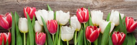 Téléchargez les photos : Tulipes colorées sur fond en bois. Rouge et blanc. Vue du dessus plat lay - en image libre de droit