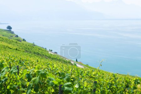 Téléchargez les photos : Beau paysage ensoleillé avec vignobles près du lac Léman en Suisse - en image libre de droit