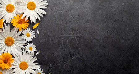 Photo for Chamomile garden flowers on stone background. Top view flat lay with copy space - Royalty Free Image