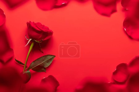 Téléchargez les photos : Carte de voeux Saint-Valentin avec fleur de rose et pétales sur rouge. Avec de l'espace pour vos salutations amoureuses. Pose plate - en image libre de droit