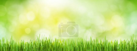 Téléchargez les photos : Champ d'herbe verte paysage d'été fond. Fond large bokeh flou - en image libre de droit