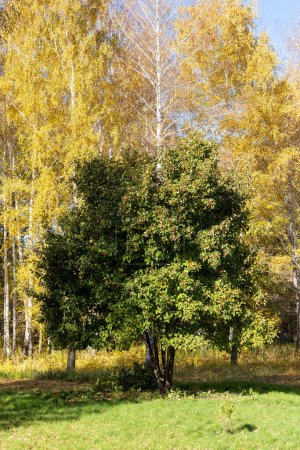 Téléchargez les photos : Birch trees in autumn forest. Sunny park with green meadow and yellow foliage - en image libre de droit