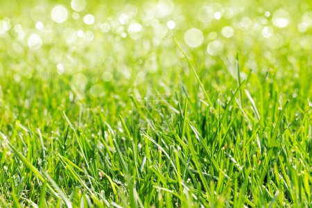 Téléchargez les photos : Green grass on sunny summer day - en image libre de droit