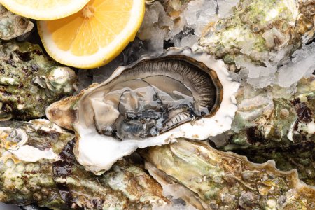 Foto de Fresh oysters with lemons. Closeup - Imagen libre de derechos